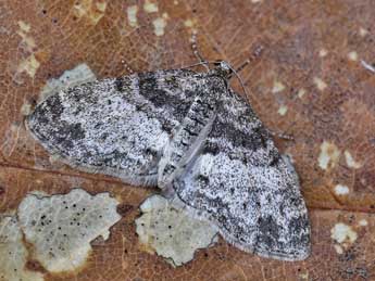 Lobophora halterata Hfn. adulte - Lionel Taurand