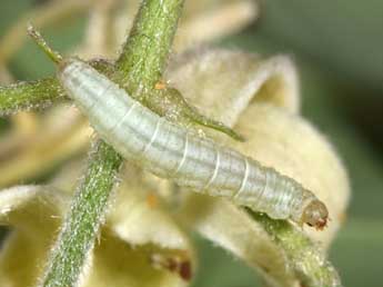  Chenille de Eupithecia haworthiata Dbld. - Philippe Mothiron