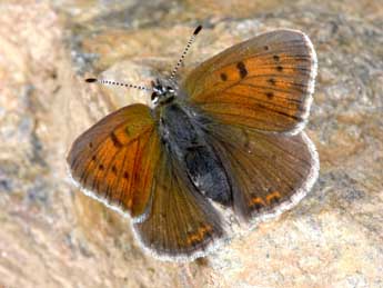 Lycaena hippothoe L. adulte - Philippe Mothiron