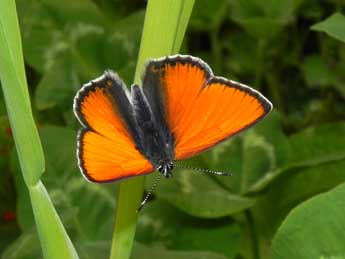 Lycaena hippothoe L. adulte - ©Philippe Mothiron