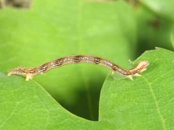  Chenille de Gerinia honoraria D. & S. - ©Philippe Mothiron