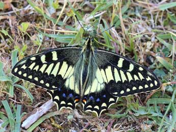 Papilio hospiton Gen adulte - Lionel Taurand