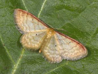 Idaea humiliata Hfn. adulte - Philippe Mothiron