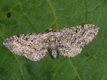 Eupithecia icterata Vill. adulte - ©Philippe Mothiron