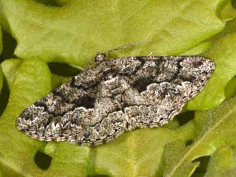 Peribatodes ilicaria Gey. adulte - Philippe Mothiron