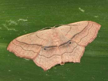 Scopula imitaria Hb. adulte - ©Philippe Mothiron