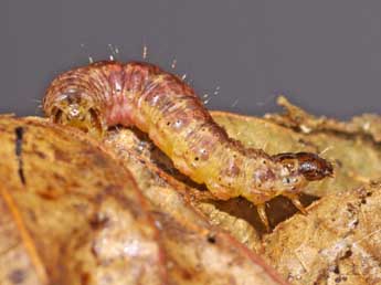  Chenille de Hydriomena impluviata D. & S. - Jean-Pierre Favretto