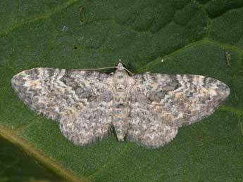 Eupithecia impurata Hb. adulte - Philippe Mothiron