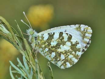 Euchloe insularis Stgr adulte - ©Lionel Taurand