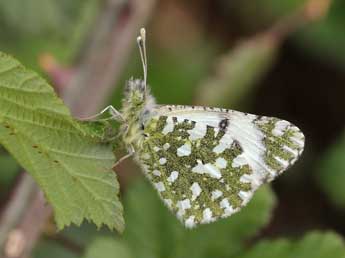 Euchloe insularis Stgr adulte - ©Lionel Taurand