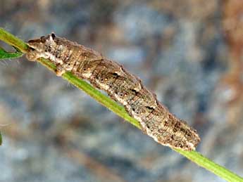  Chenille de Charissa supinaria intermedia Whrl. - ©Helmut Deutsch