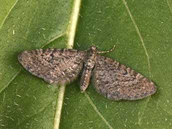 Eupithecia intricata Zett. adulte - ©Philippe Mothiron