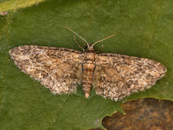 Eupithecia inturbata Hb. adulte - ©Lionel Taurand