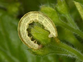  Chenille de Eupithecia inturbata Hb. - Philippe Mothiron