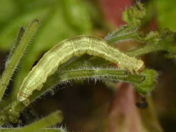  Chenille de Eupithecia inturbata Hb. - ©Philippe Mothiron