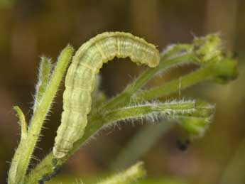  Chenille de Eupithecia inturbata Hb. - ©Philippe Mothiron