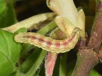  Chenille de Eupithecia inturbata Hb. - ©Philippe Mothiron