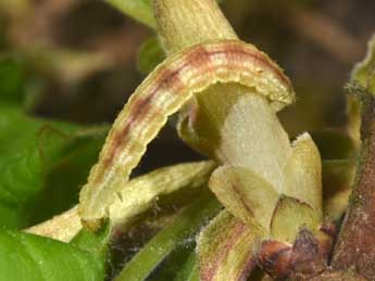  Chenille de Eupithecia inturbata Hb. - Philippe Mothiron