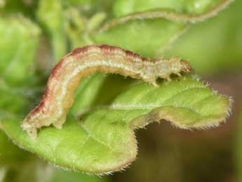  Chenille de Eupithecia inturbata Hb. - Philippe Mothiron