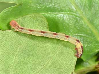  Chenille de Eupithecia irriguata Hb. - ©Philippe Mothiron