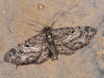 Eupithecia lariciata Frr adulte - ©Philippe Mothiron