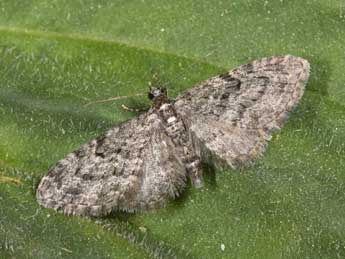 Eupithecia lariciata Frr adulte - ©Philippe Mothiron