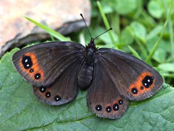 Erebia lefebvrei Bsdv. adulte - ©Lionel Taurand