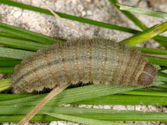  Chenille de Erebia lefebvrei Bsdv. - ©Wolfgang Wagner, www.pyrgus.de