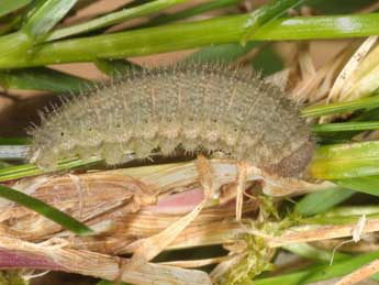  Chenille de Erebia lefebvrei Bsdv. - Wolfgang Wagner, www.pyrgus.de