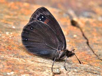 Erebia lefebvrei Bsdv. adulte - ©Lionel Taurand