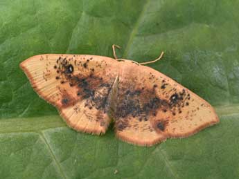 Cyclophora lennigiaria Fuchs adulte - ©Philippe Mothiron