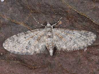 Eupithecia lentiscata Mab. adulte - ©Wolfgang Wagner, www.pyrgus.de