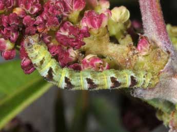  Chenille de Eupithecia lentiscata Mab. - Wolfgang Wagner, www.pyrgus.de