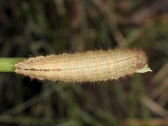  Chenille de Erebia ligea L. - Wolfgang Wagner, www.pyrgus.de