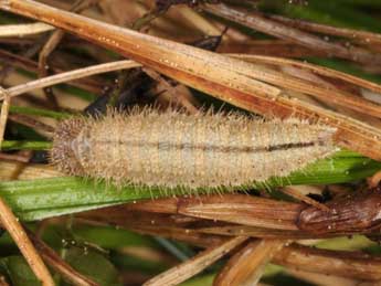  Chenille de Erebia ligea L. - Wolfgang Wagner, www.pyrgus.de