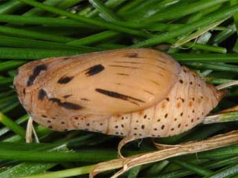  Chrysalide de Erebia ligea L. - ©Wolfgang Wagner, www.pyrgus.de