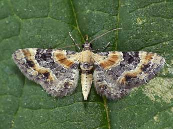 Eupithecia linariata D. & S. adulte - ©Lionel Taurand