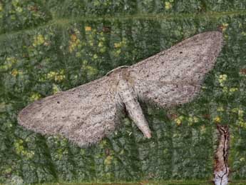 Idaea longaria H.-S. adulte - Lionel Taurand