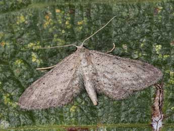 Idaea longaria H.-S. adulte - ©Lionel Taurand