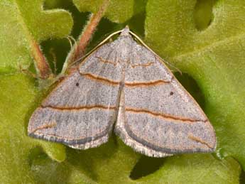 Scotopteryx luridata Hfn. adulte - ©Philippe Mothiron