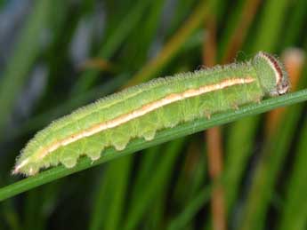  Chenille de Hyponephele lycaon Khn - ©Wolfgang Wagner, www.pyrgus.de