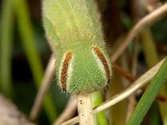  Chenille de Hyponephele lycaon Khn - ©Wolfgang Wagner, www.pyrgus.de