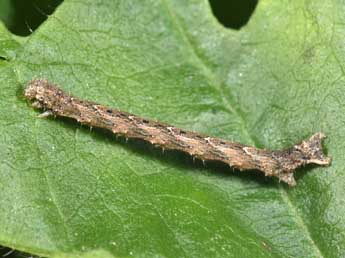  Chenille de Larentia malvata Rbr - ©Philippe Mothiron