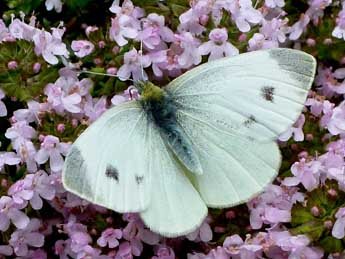 Pieris mannii May. adulte - ©Michel Brunel