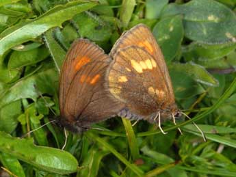 Erebia manto D. & S. adulte - ©Wolfgang Wagner, www.pyrgus.de