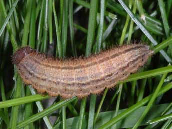  Chenille de Erebia manto D. & S. - ©Wolfgang Wagner, www.pyrgus.de