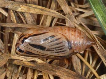  Chrysalide de Erebia manto D. & S. - Wolfgang Wagner, www.pyrgus.de