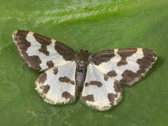 Lomaspilis marginata L. adulte - Philippe Mothiron