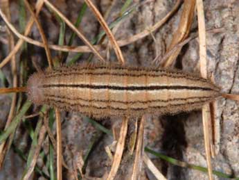  Chenille de Erebia medusa D. & S. - Wolfgang Wagner, www.pyrgus.de