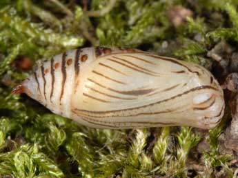  Chrysalide de Erebia medusa D. & S. - ©Wolfgang Wagner, www.pyrgus.de